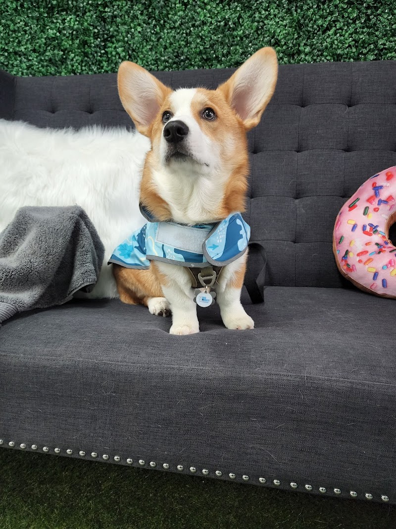 A Barkery Unleashed photo 3