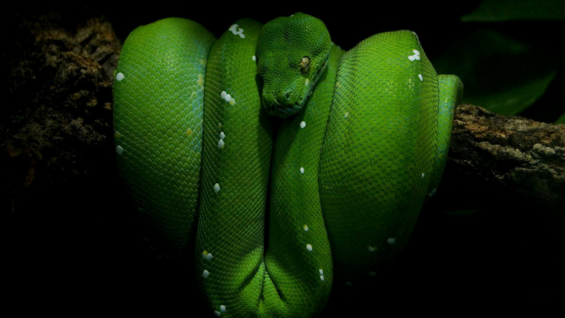 Hewitt Reptile Emporium photo 2