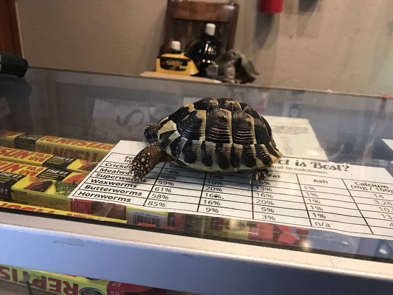 Hewitt Reptile Emporium photo 3