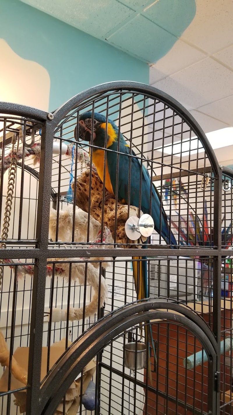 Inca's Secret Parrot & Bird Toys/Boarding photo 3