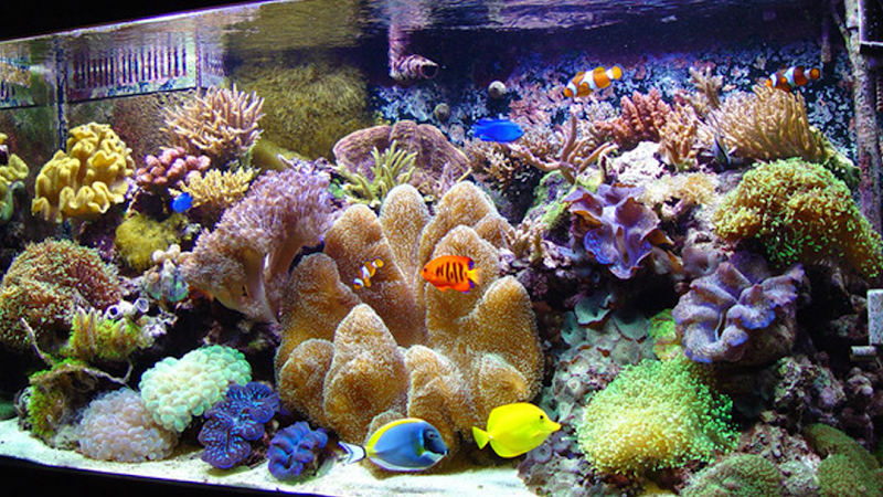 Aquarium Paradise photo 2