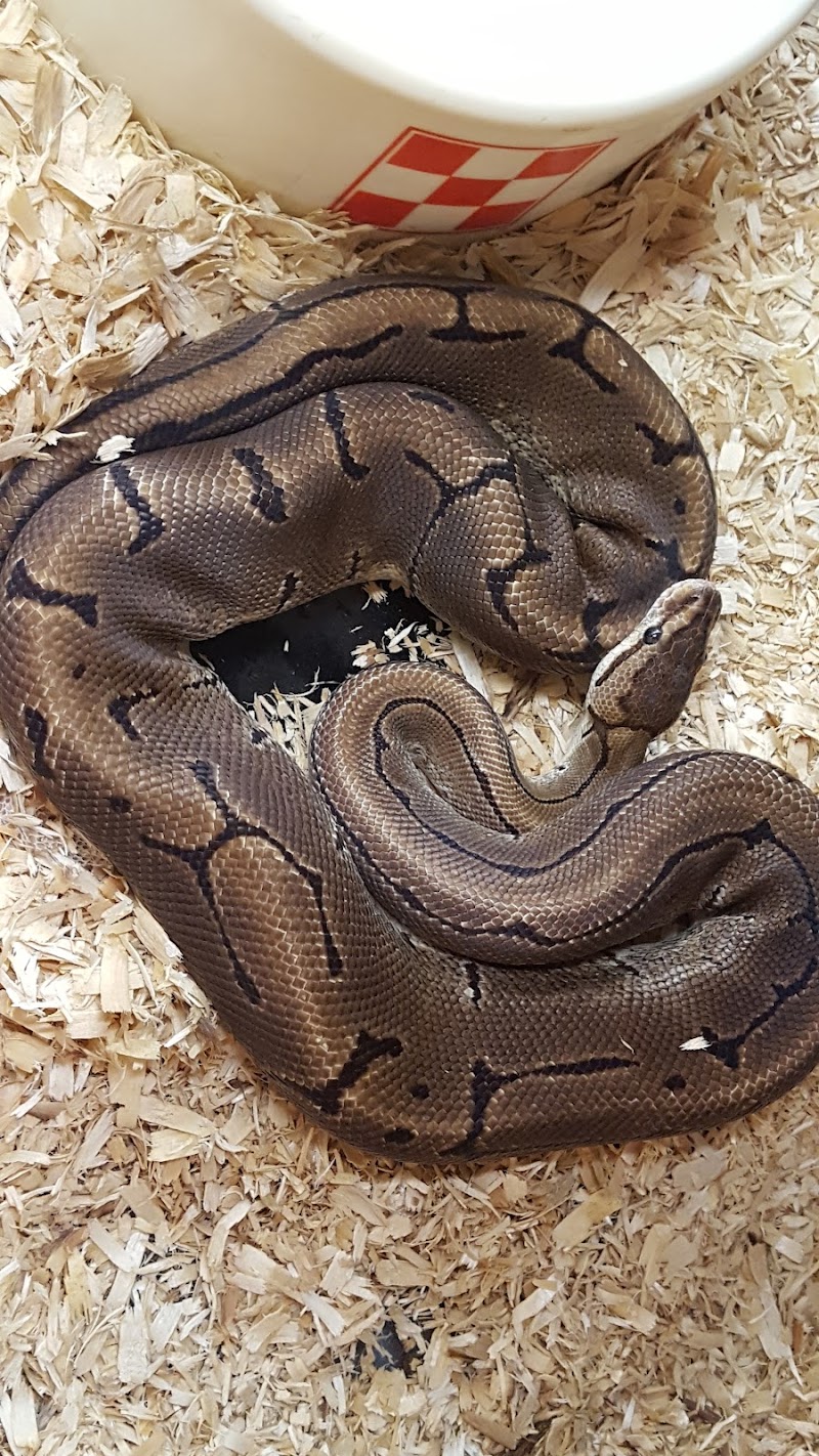 Dragons Den Reptile and Pet photo 3