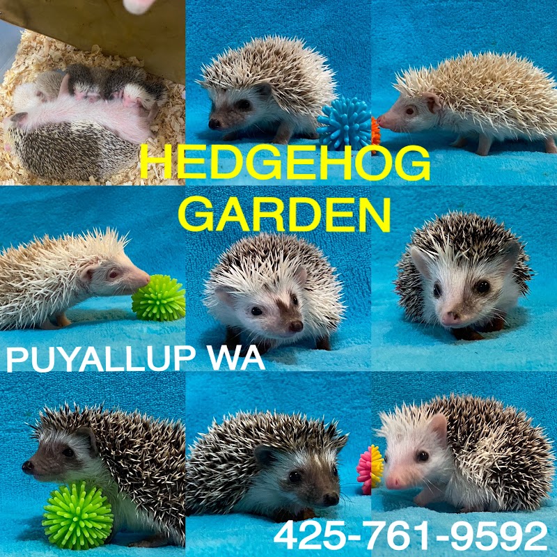 Hedgehog Garden - Indoor Dog Park in Lakewood, WA | Indoor Dog Park