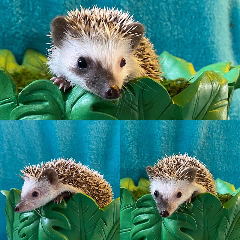 Hedgehog Garden photo 2