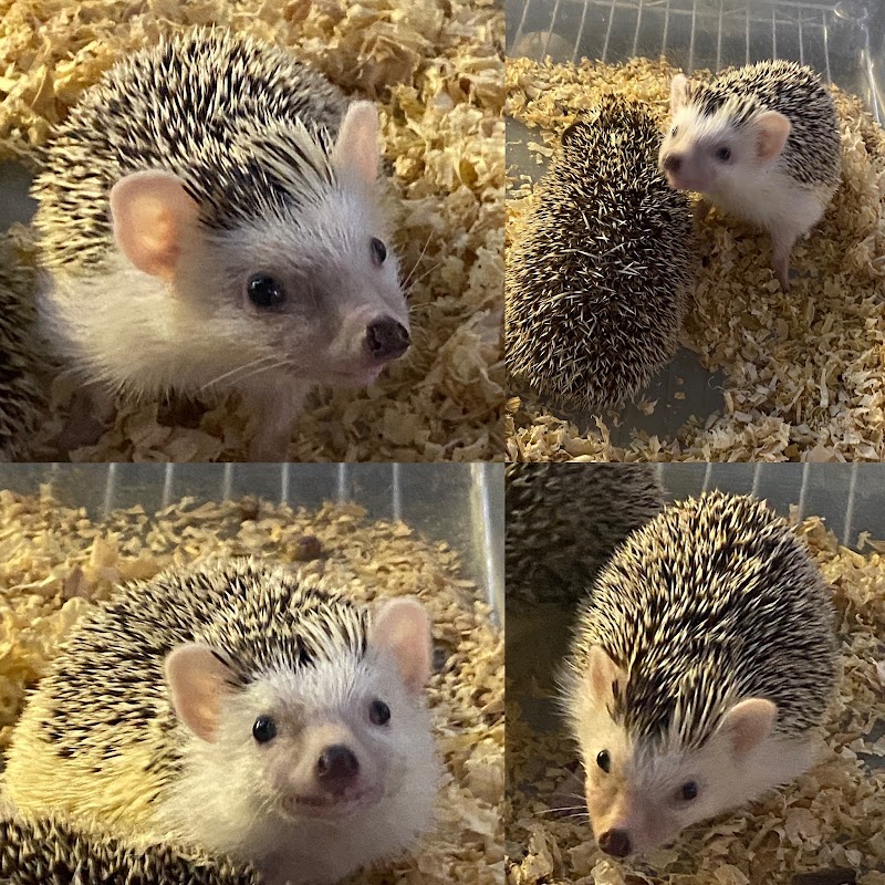 Hedgehog Garden photo 3