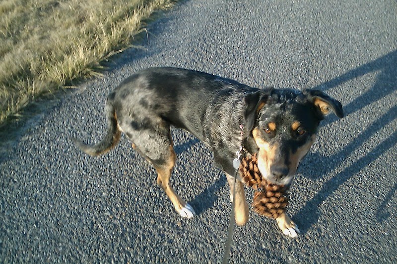 CMPaws - Indoor Dog Park in Marysville, WA | Indoor Dog Park