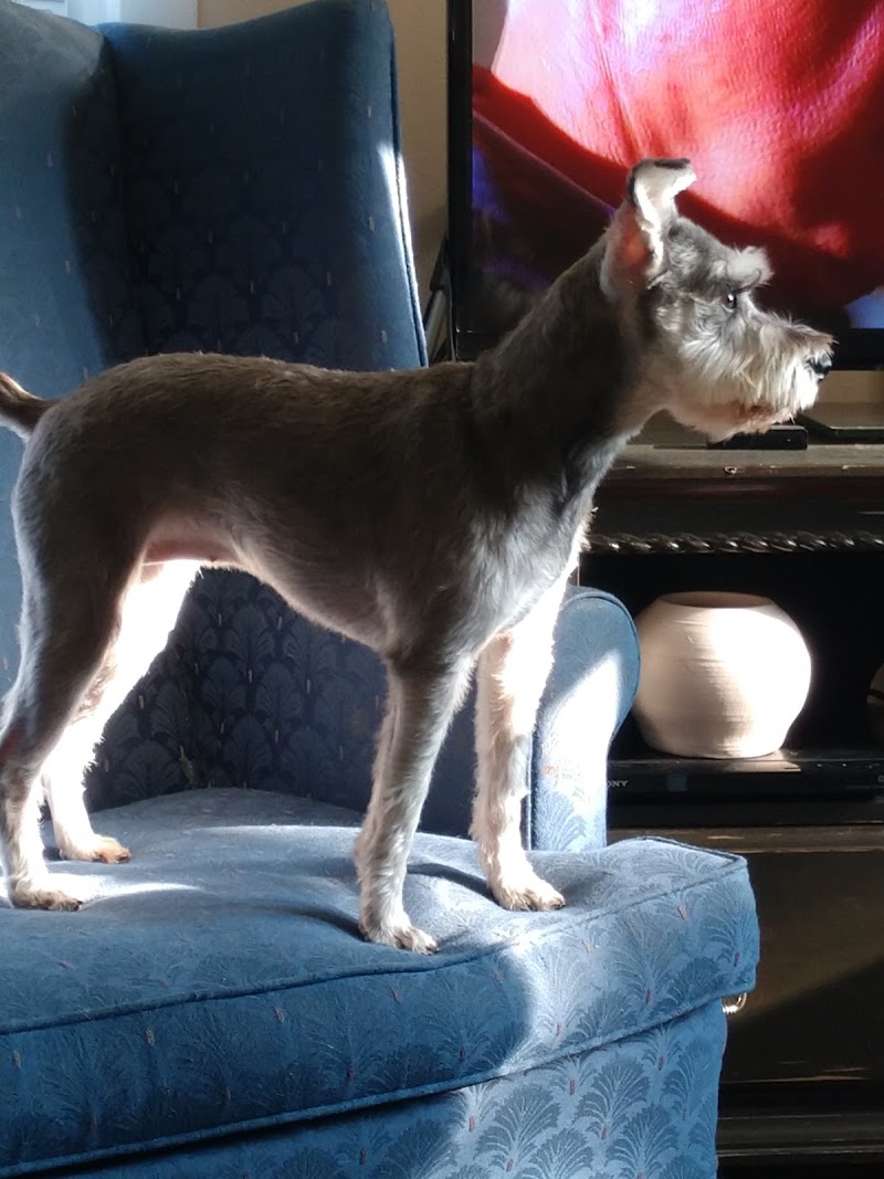 crystal clean pups - Indoor Dog Park in Marysville, WA | Indoor Dog Park