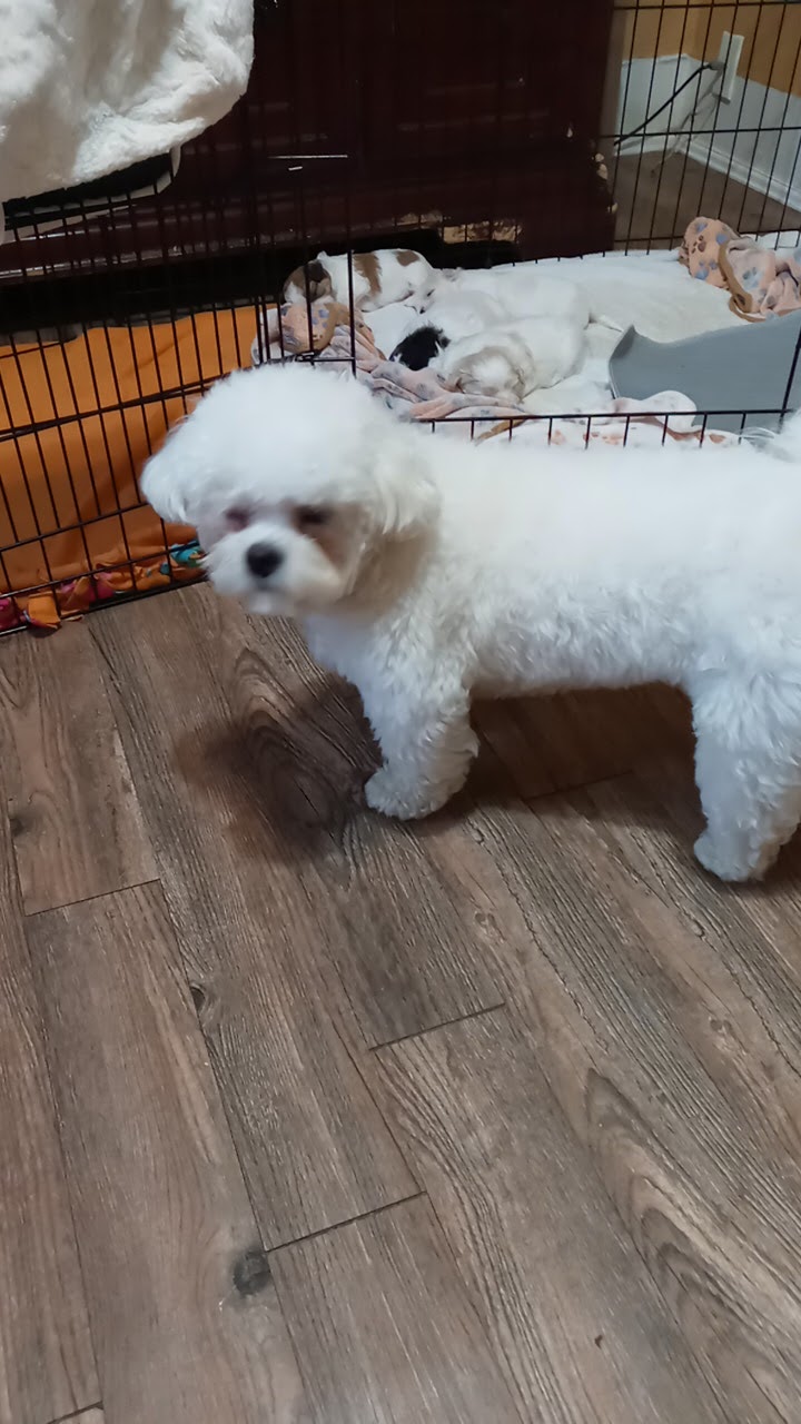 crystal clean pups photo 2