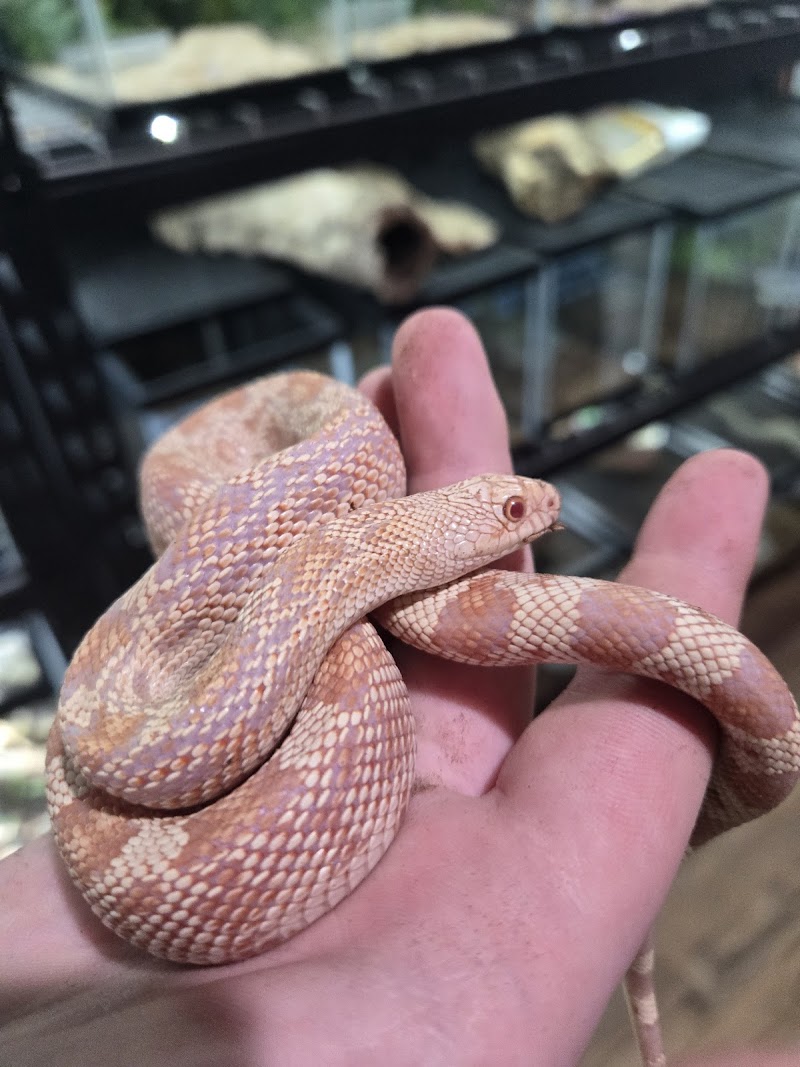 Northwest Terraria photo 2