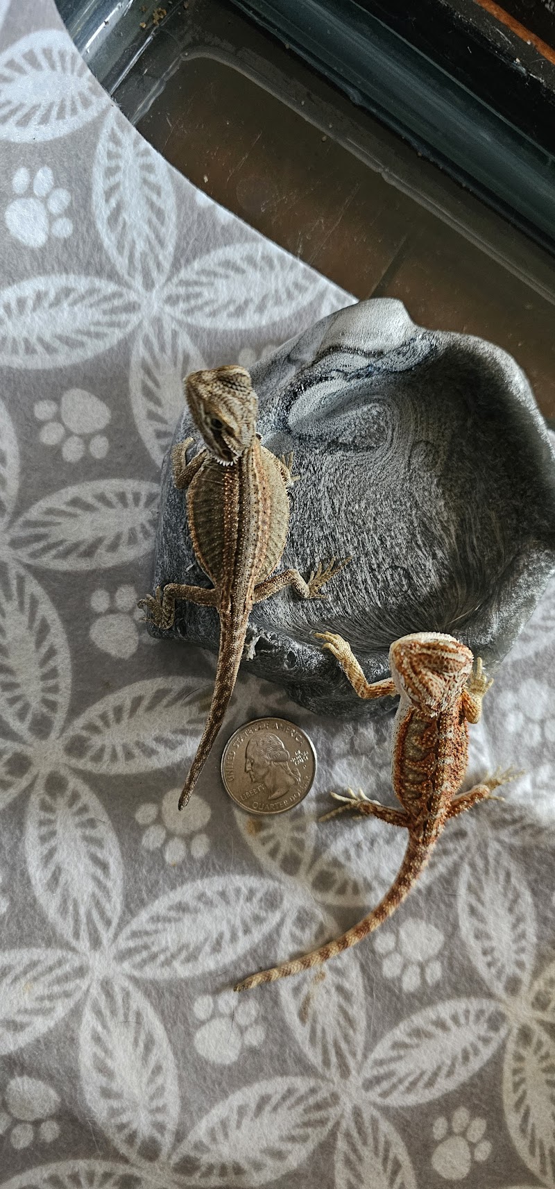 Northwest Terraria photo 3