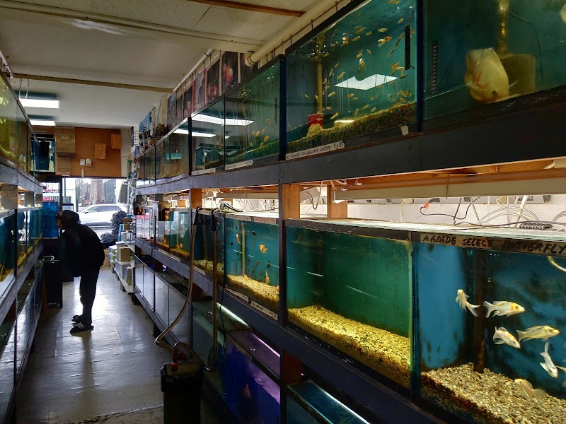 Asia Gift & Aquarium photo 2