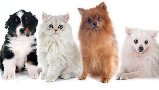 Alley Cat Pet Center photo 2