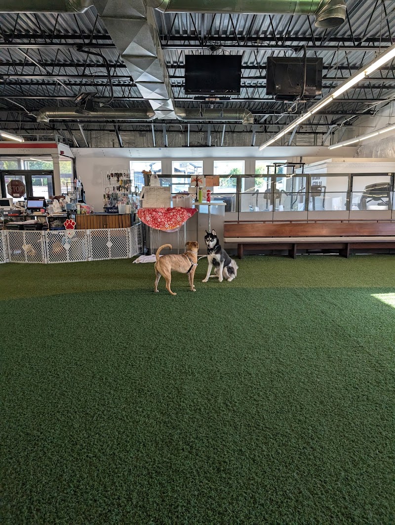 Woofs Canine Club & Indoor Dog Park photo 2