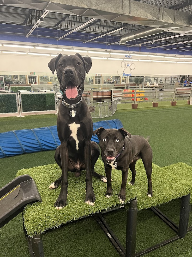 Woofs Canine Club & Indoor Dog Park photo 6