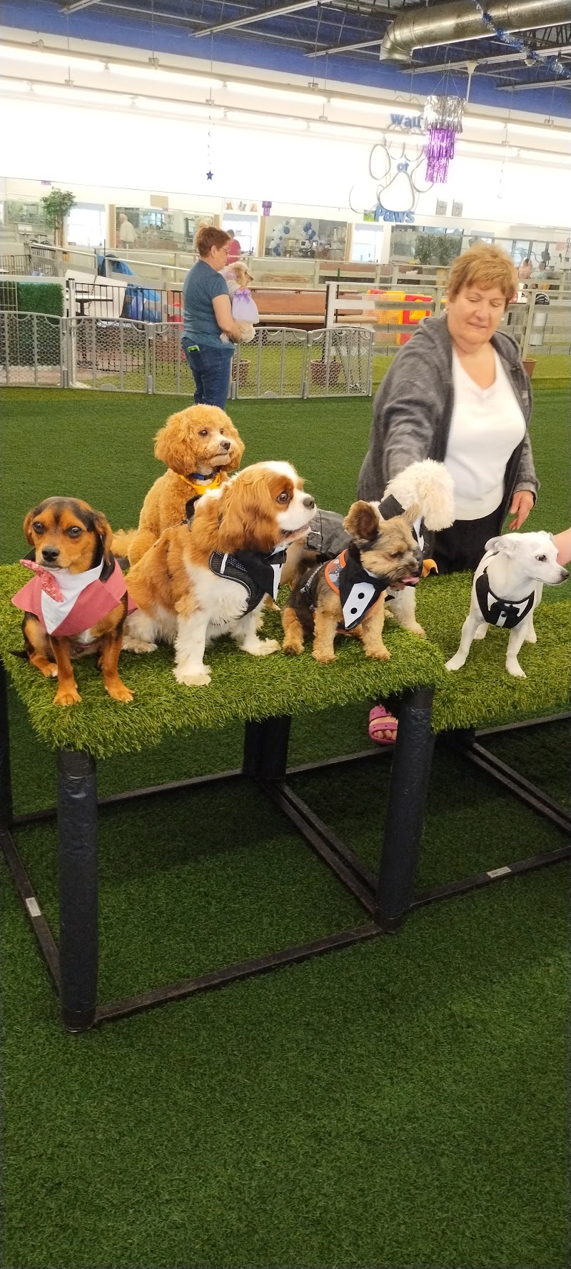 Woofs Canine Club & Indoor Dog Park photo 3