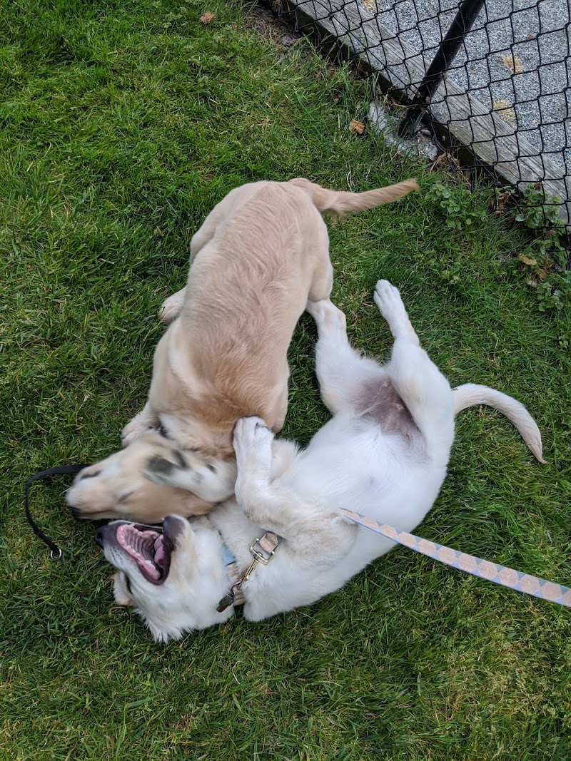 Doge Industries - Masti/Zahava Branch photo 4