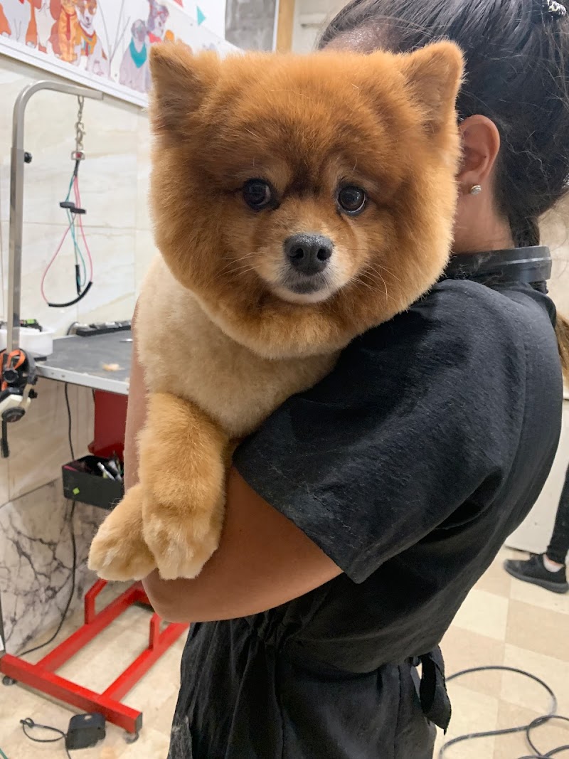 Whitestone Doghouse photo 2