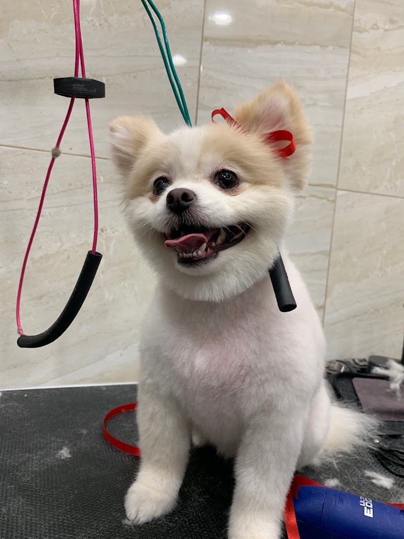 Whitestone Doghouse - Indoor Dog Park in Whitestone, NY | Indoor Dog Park