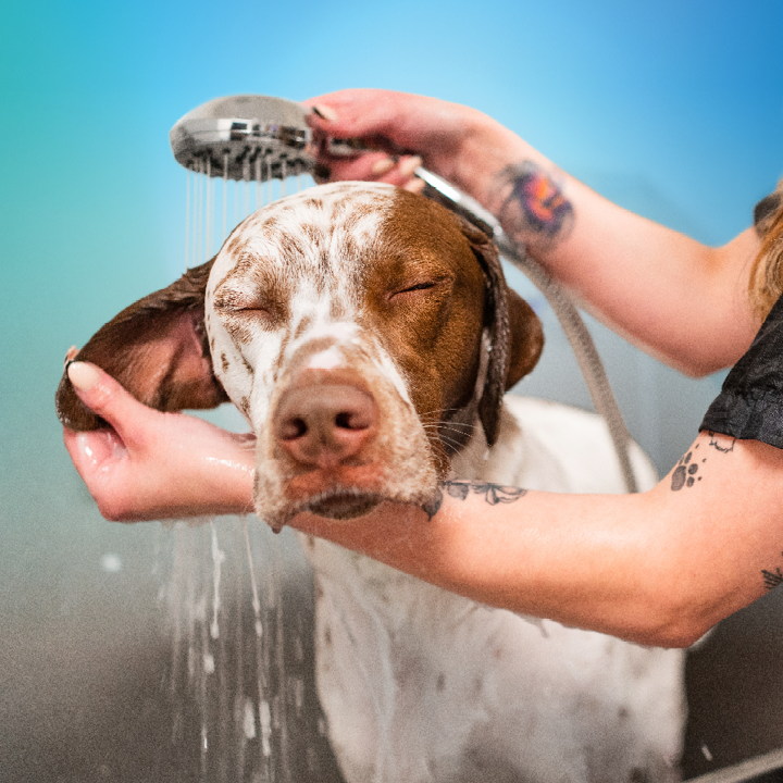 Pet Paradise Woodstock photo 2