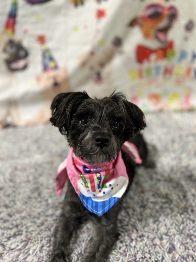 PetSuites Woodstock photo 3