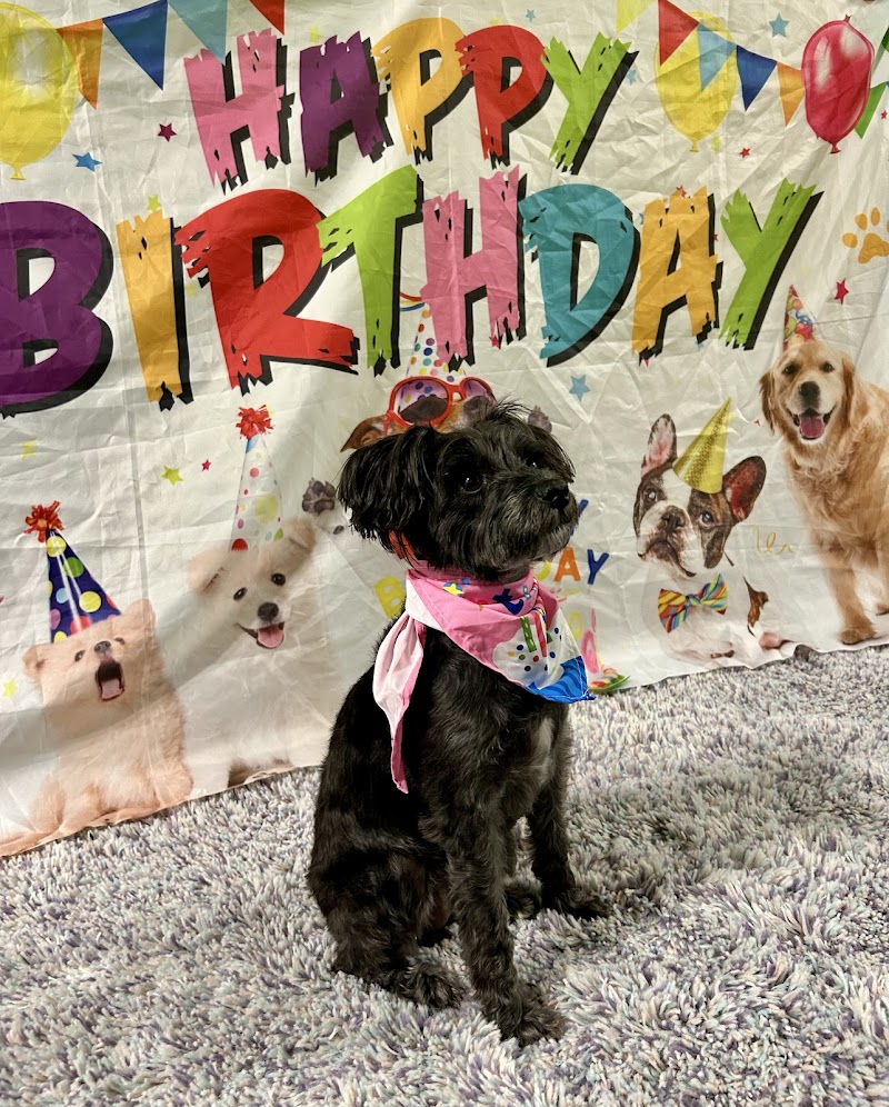 PetSuites Woodstock photo 4