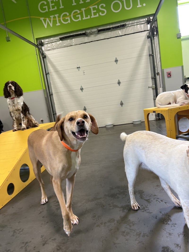 PetSuites Woodstock - Dog-Friendly Establishment in Woodstock, GA | Indoor Dog Park